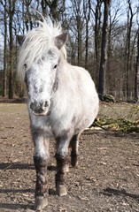 Fototapeta premium Mini-Shetland Pony auf der Weide