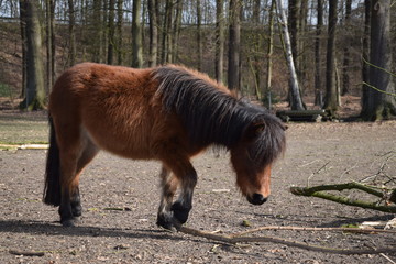 Mini-Shetland Pony auf der Weide