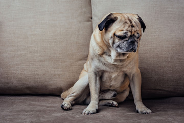 Senior pug dog