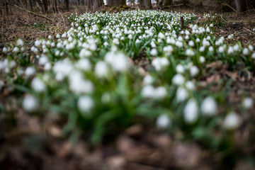 Obraz premium Märzenbecher im Wald