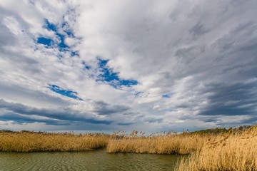 Bright sunny spring day at a lake with yellow reeds, dark blue sky with white cumulus clouds, fresh open air, rural landscape