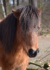 Naklejka na ściany i meble Mini-Shetland Pony auf der Weide