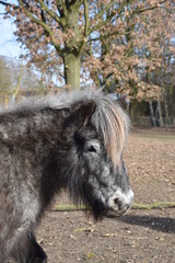 Fototapeta premium Mini-Shetland Pony auf der Weide