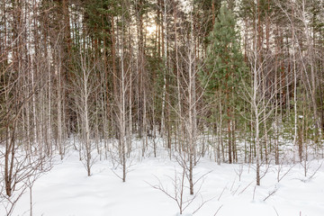 Birch and pine forest in winter day with fresh white snow