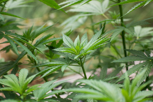 Sun grown cannabis plants outdoors 