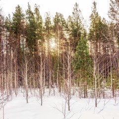 Birch and pine forest in winter day with fresh white snow