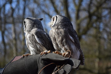 Zwei Weißgesichtseulen vor blauem Himmel