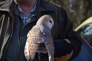 Schleiereule auf der Hand eines Falkners