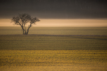 Einzelner Baum auf einem Feld im Nebel