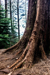 Obraz premium tree in forest