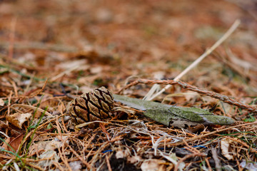 Sequoia sempervirens (Coast redwood) cone on the ground, Armenia