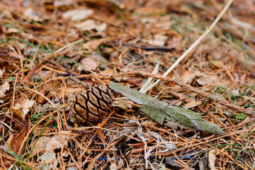 Sequoia sempervirens (Coast redwood) cone on the ground, Armenia