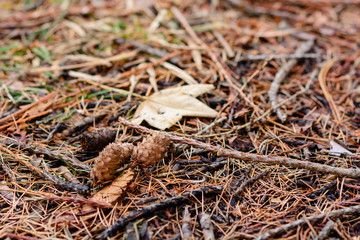 Pine cones on the ground