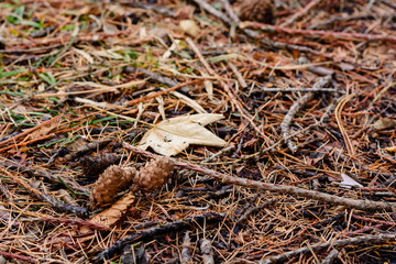 Pine cones on the ground