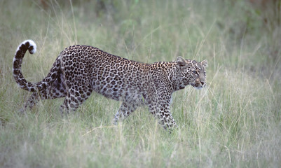 Leopard schleicht sich im hohen Gras der Savanne an