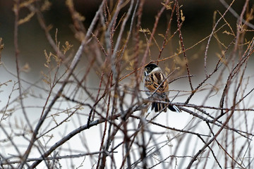 Common Reed Bunting (Emberiza schoeniclus), Greece