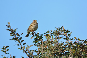 Corn Bunting - Miliaria calandra, Crete, Greece 