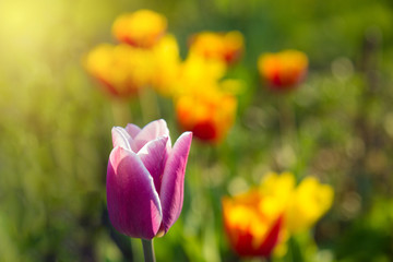Obraz premium colorful tulips in park