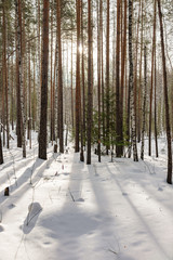 Birch and spruce forest on a winter day with fresh white snow.