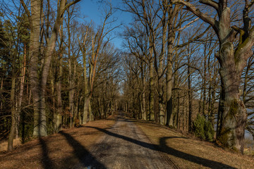 Naklejka na ściany i meble Path with leaf trees near Rozmberk pond in winter sunny day