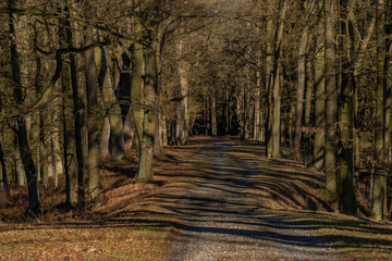 Obraz premium Path with leaf trees near Rozmberk pond in winter sunny day