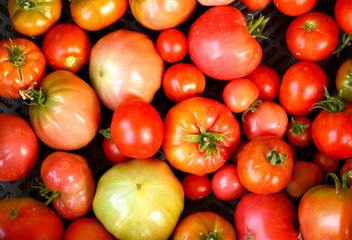 Harvest ripe large red tomatoes grown on a family farm. Tomatoes for food background. View from above