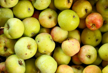 Harvest sweet ripe fresh apples is background. Organic farming and home garden growing without usage of pesticides or fertilizers