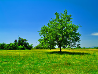 Fototapeta na wymiar Tree in green field with deep blue sky background.
