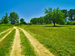 Fototapeta na wymiar Tree in green field and dirt road with deep blue sky background.