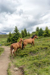 Italy, Alpe di Siusi, Seiser Alm with Sassolungo Langkofel Dolomite, a brown horse grazing on a lush green field