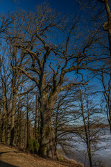Big old leaf tree on dam of the biggest pond in Czech republic