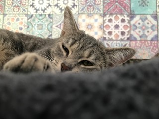 Katze
