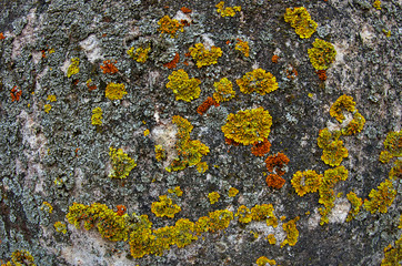 stone texture with moss background