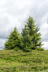Fototapeta na wymiar Alpe di Siusi, Seiser Alm with Sassolungo Langkofel Dolomite, a large tree in a field