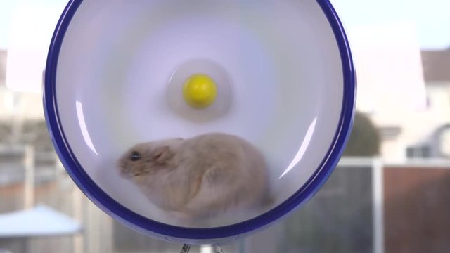 Beige dwarf hamster running on large hamster wheel