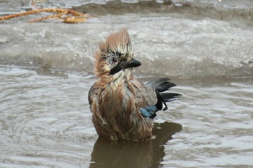 Jay bird swimming in a puddle