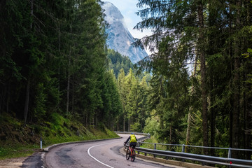 Cyclist rides on turn of the asphalt road leading through thick Italian forest with high pine and...