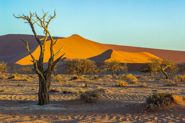 Dunes and Trees at Sossusvlei National Park, Namibia 