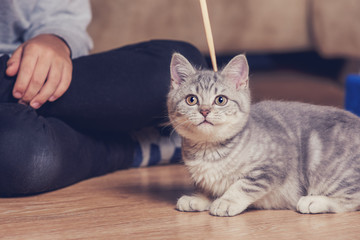 Little grey scottish straight kitten is ready to play with wooden stick. It is lured with it.