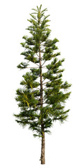 Tree pine isolated on white background. Spruce