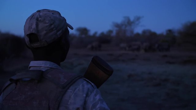 Armed anti-poaching guard stands watch at night in the bush close to a group of rhinos in realtime