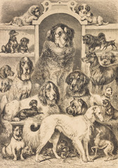 Fototapeta na wymiar Breeds of dog - Illustration, Germany, 1870-1879, 19th Century, 19th Century Style, Ancient, collection