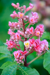 Fototapeta premium Blooming chestnuts pink in a park in springtime. Chestnut flowers on a green branch. Nature wallpaper blurred background. Image doesn’t in focus.