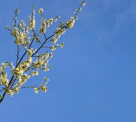 Flowering branch of plum tree