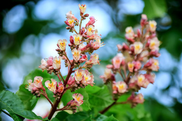 Fototapeta na wymiar Chestnut flowers on a green branch. White flowers in a park in springtime. Nature wallpaper blurry background. Game of color. Image is not in focus..