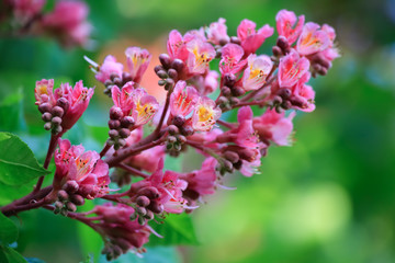 Obraz premium Blooming chestnuts pink in a park in springtime. Chestnut flowers on a green branch. Nature wallpaper blurred background. Image soft focus.