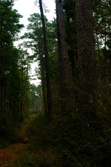 Fototapeta premium morning in the forest