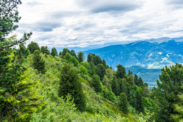 Alpe di Siusi, Seiser Alm with Sassolungo Langkofel Dolomite, a tree with a mountain in the background