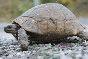 turtle on the road