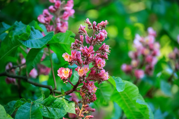 Colorful chestnuts flowers in summertime. Blossoming flowers chestnuts with soft focus in a park. Nature wallpaper blurry background. Game of color. Image soft focus.